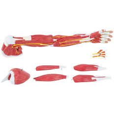 Anatomický model 3D rameno na stupnici 1: 1