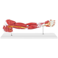 Anatomický model 3D rameno na stupnici 1: 1