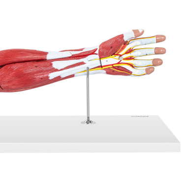 Anatomski model 3D roke na lestvici 1: 1