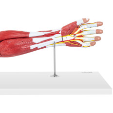 Anatomski model 3D rukom na skali 1: 1