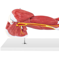 Anatomický model 3D rameno na stupnici 1: 1