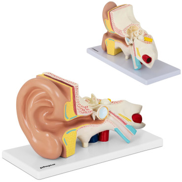 Anatomisch model...