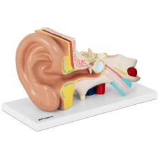 Anatomisch model 3D-menselijk oor