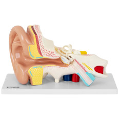 Anatomisch model 3D-menselijk oor