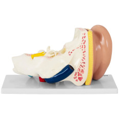 Anatomisch model 3D-menselijk oor