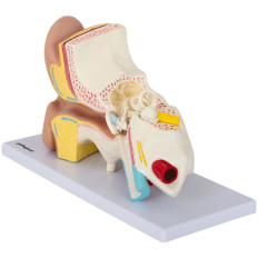 Anatomisch model 3D-menselijk oor