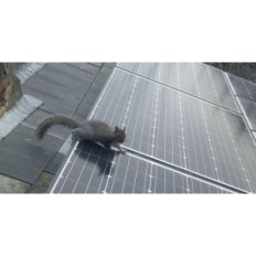 Incomplete solar panel cover My Squirrel Guard 8 "Roll 30m