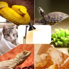 Laikiklis ir laikiklis šildymo žibintui terarium tararum CRL-1200S