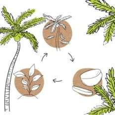 Plaques biodégradables jetables avec des feuilles de palmiers Biozoyg 15cm 125zt.