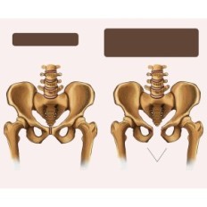 Macchina da sci, autobus e gambe regolabili cardio altezza
