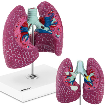 Anatomisk model 3D mand...