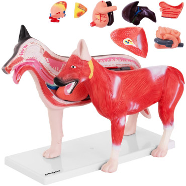 Model anatomiczny 3D psa z...