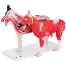 3D Anatomical Model Dog con organi rimovibili