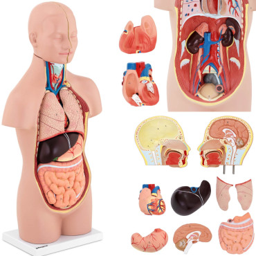 Anatoomiline mudel 3D...