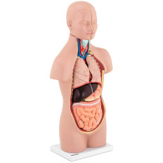 Anatomski model 3D človeški trup z izmenljivimi organi