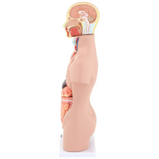 Anatomisk model 3D Human Torso med aftagelige organer