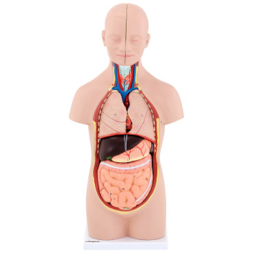 Anatomski model 3D humani torzo s izmjenjivim organima