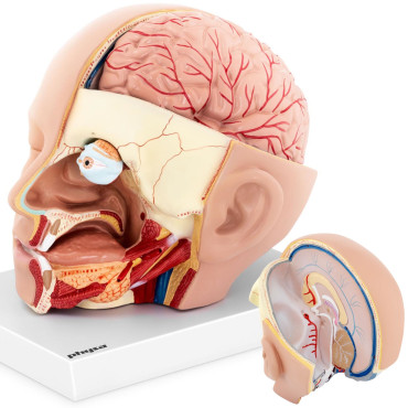 Anatomski model 3D glave i...