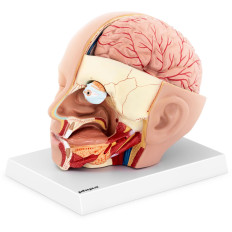 Anatomisch model 3D-hoofd en menselijke hersenschaal 1: 1
