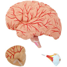Anatomisk modell 3D Hodet og Human Brain Scale 1: 1
