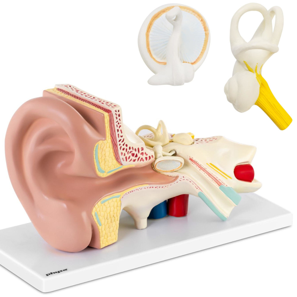 Anatomical model 3d human ear with removable elements of the scale 3: 1