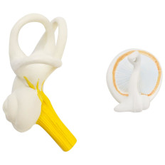 Anatómiai modell 3D emberi fül eltávolítható elemei a skála 3: 1