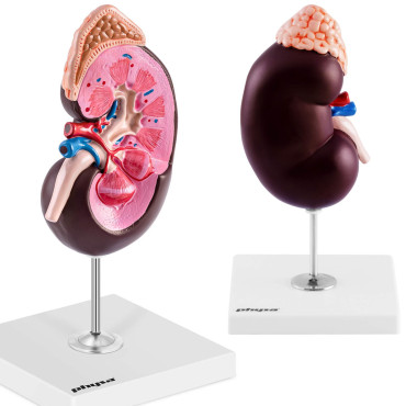 Anatomický model 3D lidské...