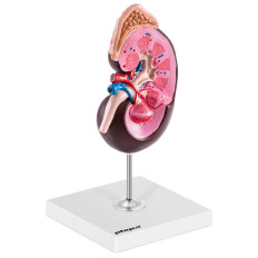 Anatomický model 3D ľudský obličkový meradlo 1.5: 1