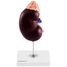 Anatomisch model 3D Menselijke Nierschaal 1.5: 1