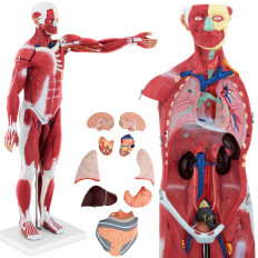 Anatomisch model 3d menselijk lichaam 27 elementen 76 cm