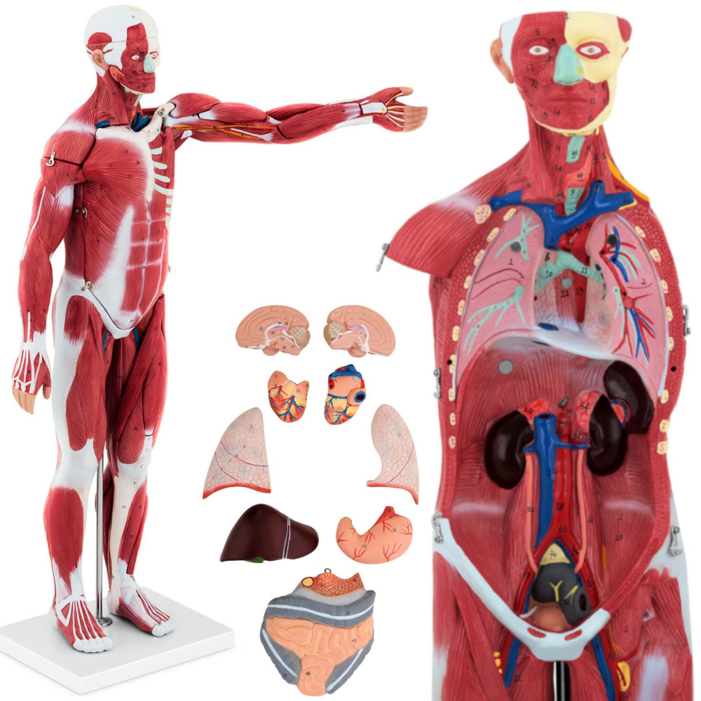 Anatomický model 3D Human Telo 27 Prvky 76 cm Anatomický model 3D Human Telo 27 Prvky 76 cm