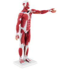 Anatomiskais modelis 3D cilvēka ķermenis 27 elementi 76 cm