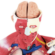 Anatomisches Modell 3D-Menschliches Körper 27 Elemente 76 cm