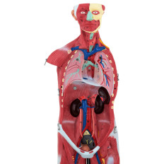 Anatomisch model 3d menselijk lichaam 27 elementen 76 cm