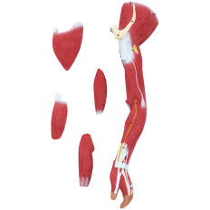 Modello anatomico 3D corpo umano 27 elementi 76 cm