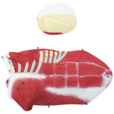 Anatomický model 3D Human Telo 27 Prvky 76 cm