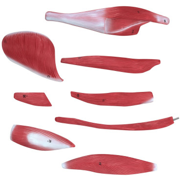 Anatominis modelis 3D žmogaus kūnas 27 elementai 76 cm