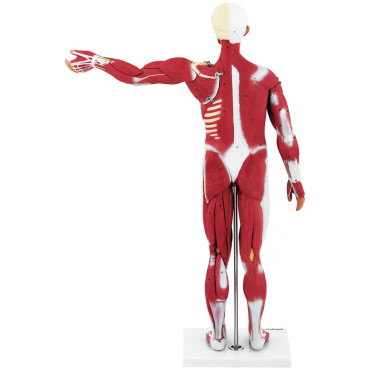 Modelo anatômico 3D corpo humano 27 elementos 76 cm