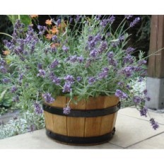 Pine pot 28xh17 k. Noyer