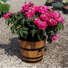 Pine Pot 28xh26 k. Hrast