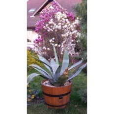 Pine pot 42xH38 k. Walnut