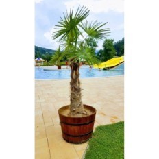 Pine pot 42xH38 k. Walnut
