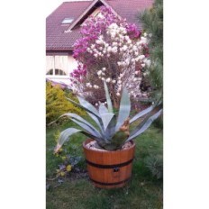 Donica Oak 45xH40 K. Dub