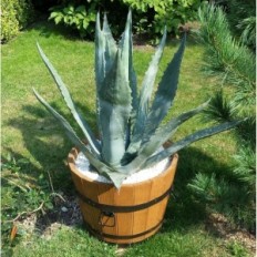 Chêne 50xh45 k. chêne