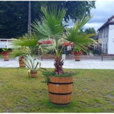 Donica Oak 25xh25 k. Chêne