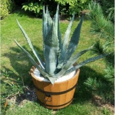 Εξωτερική βελανιδιά 50xH31 K. Δρύινα