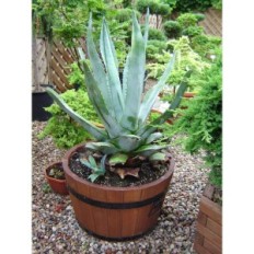 Pine Pot 50xh31 k. Palisander