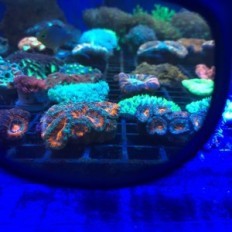 Lunettes pour observer les coraux de DD!