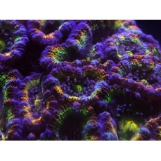 Coral Colour Photographic Lens GEN2 DD