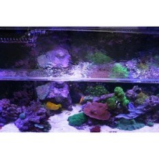 Banan Aquarium Fishguard - Gitter